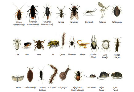 Alman hamam böceği ( Kalorifer böceği ), bursa, ilaçlama, dezenfeksiyon, haşere kontrol, haşere önleme, haşere ilaçlama, böcek, fare, sinek, ilaçlama, ev, işyeri, ofis, lokanta, restaurant, cafe, dezenfeksiyon
