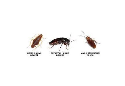 Hamam Böceği Türleri, bursa, ilaçlama, dezenfeksiyon, haşere kontrol, haşere önleme, haşere ilaçlama, böcek, fare, sinek, ilaçlama, ev, işyeri, ofis, lokanta, restaurant, cafe, dezenfeksiyon